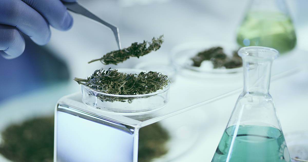 Evidence review raises concern about cannabis use in pregnancy
