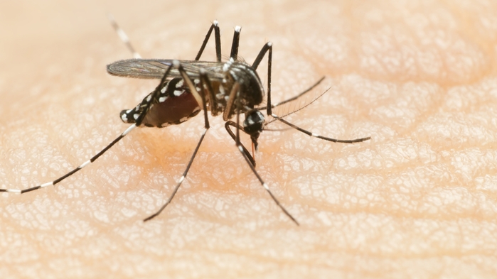 CDC: Zika causes birth defects