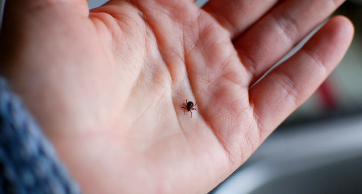 Protecting yourself from tick-borne illnesses