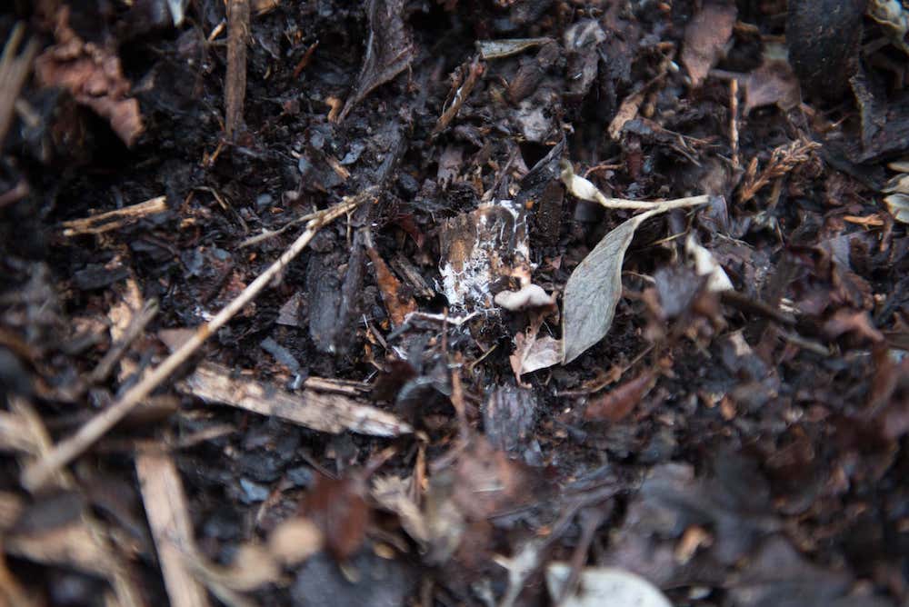 how to make worm farm compost
