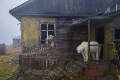 House of Bears is a photograph by Dmitry Kokh. It depicts two polar bears in an abandoned house.