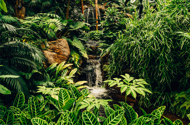 Natural Jungle Sound, Sleep In Nature | Rain Forrest Sound For Sleep