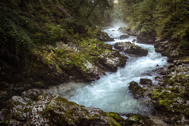 The European Woodlands Stream