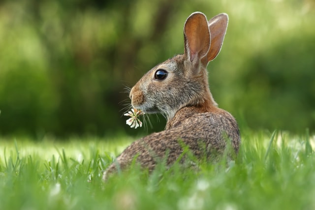 The Velveteen Rabbit (Male Voice)