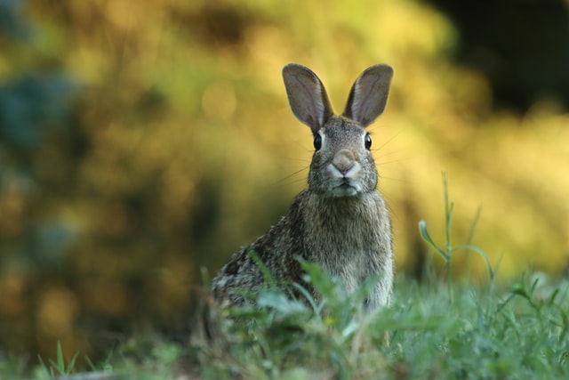 The Velveteen Rabbit (Female Voice)