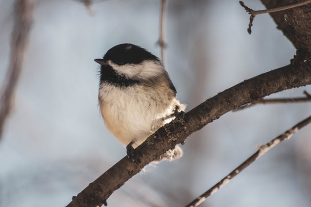 Birdsong by the Mountain