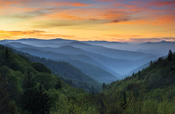 Midnight in the Shenandoah Woods