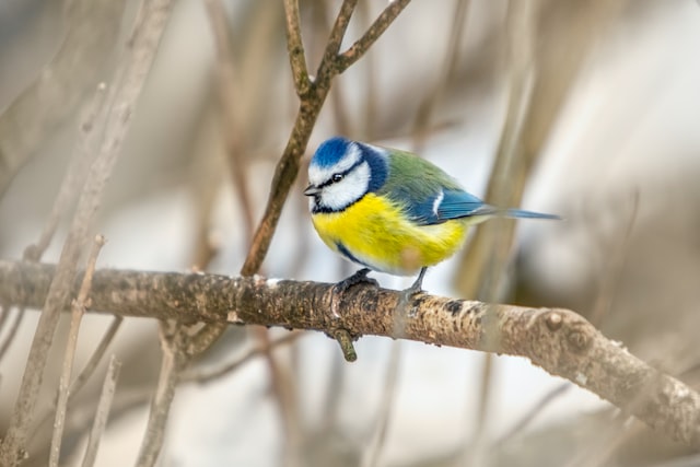 Garden Birdsong