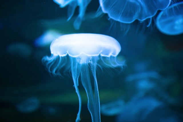 Water Sounds Jellyfish Aquarium 8 Hours (Best with Headphones) I Underwater White Noise for Relaxation