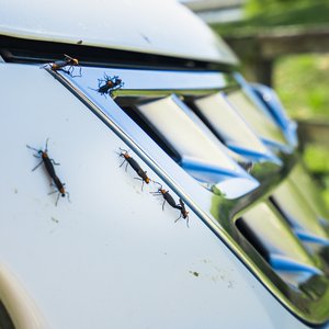love-bugs