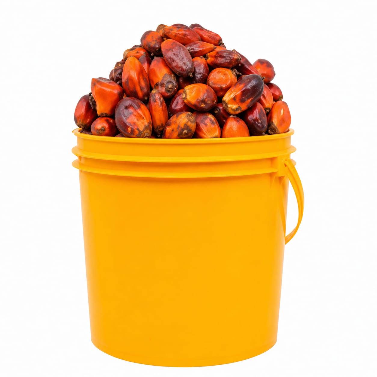 果物 Akim AKU (PALM KERNEL FRUITS) | CrossRem