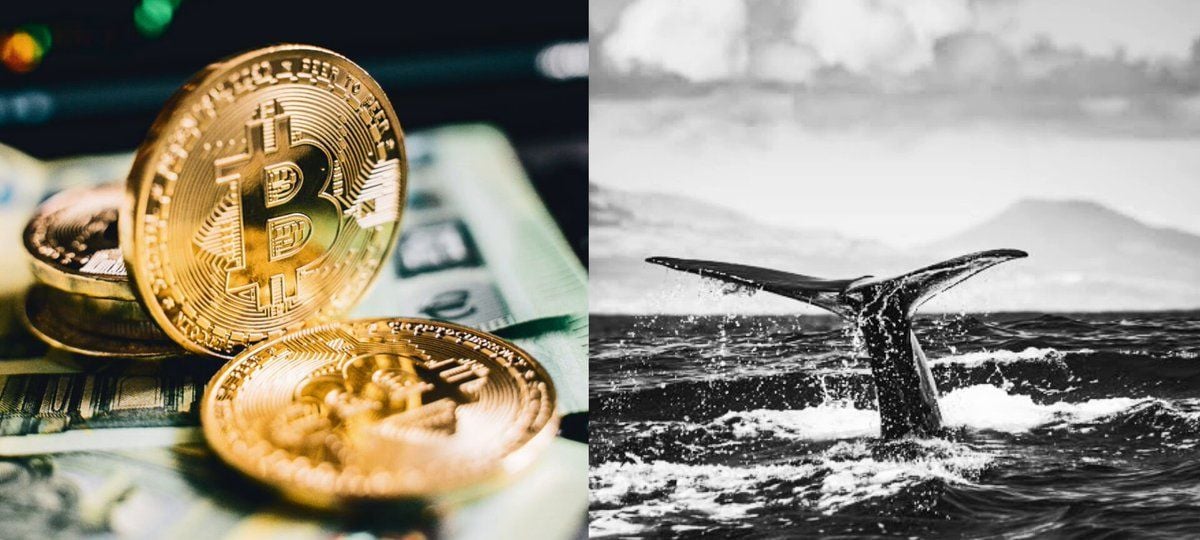 Bitcoin Whale Wakes After Seven Years