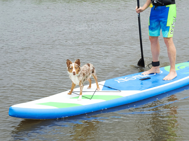 Paddleboarding with Your Dog