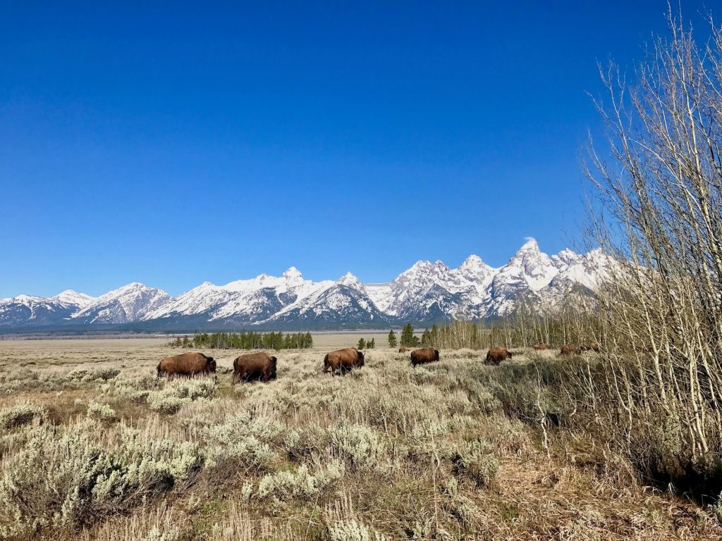 Grand Tetons and Jackson Wyoming outside of Yellowstone National Park