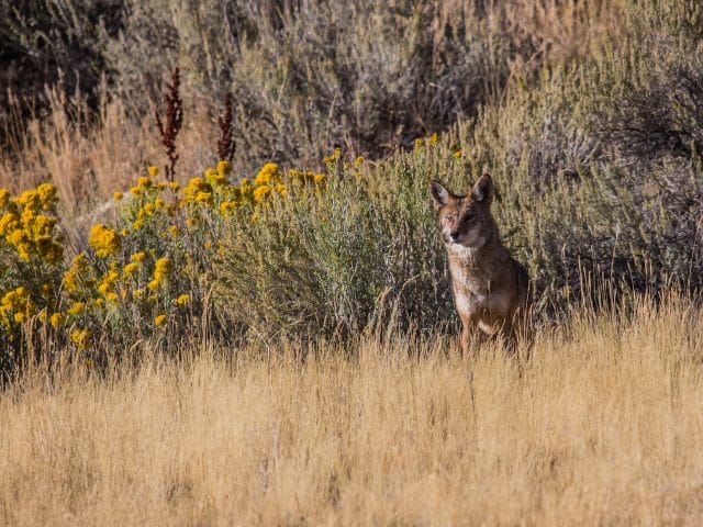 wester coyote in sunset meadow