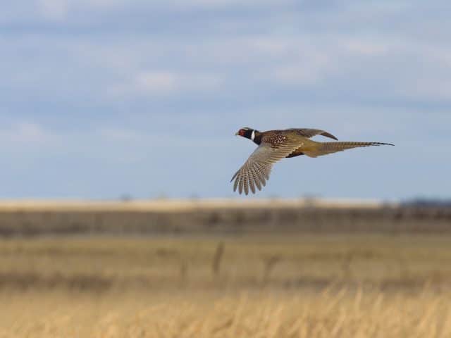 Flying Rooster Pheasant over the prairie
