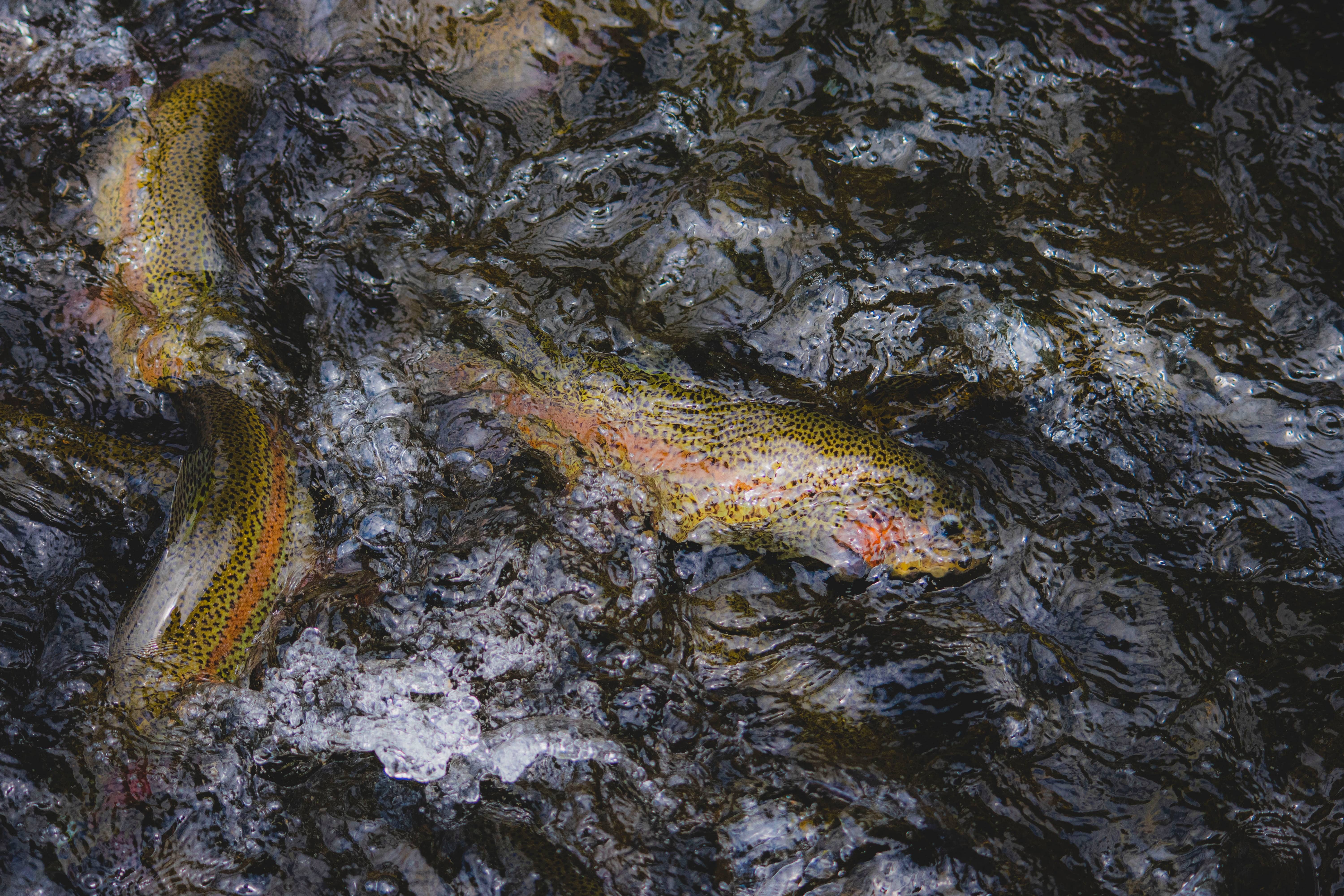 Trout at Water Surface