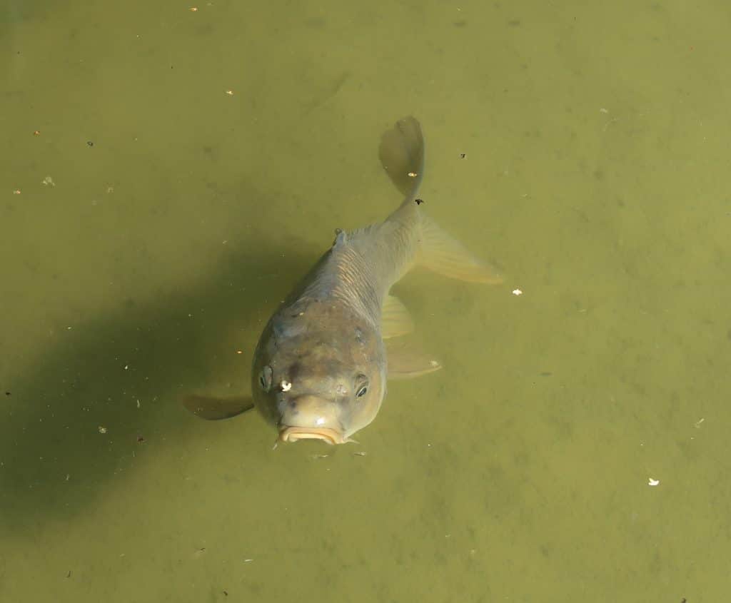 photography showing a grass carp. The photography was taken from the town of Romanèche-thorins.