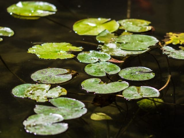 Green lily pads on a body of water