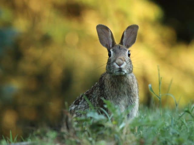 Rabbit Hunting Tips for Beginners Featured Image - PC Gary Bendig via Unsplash