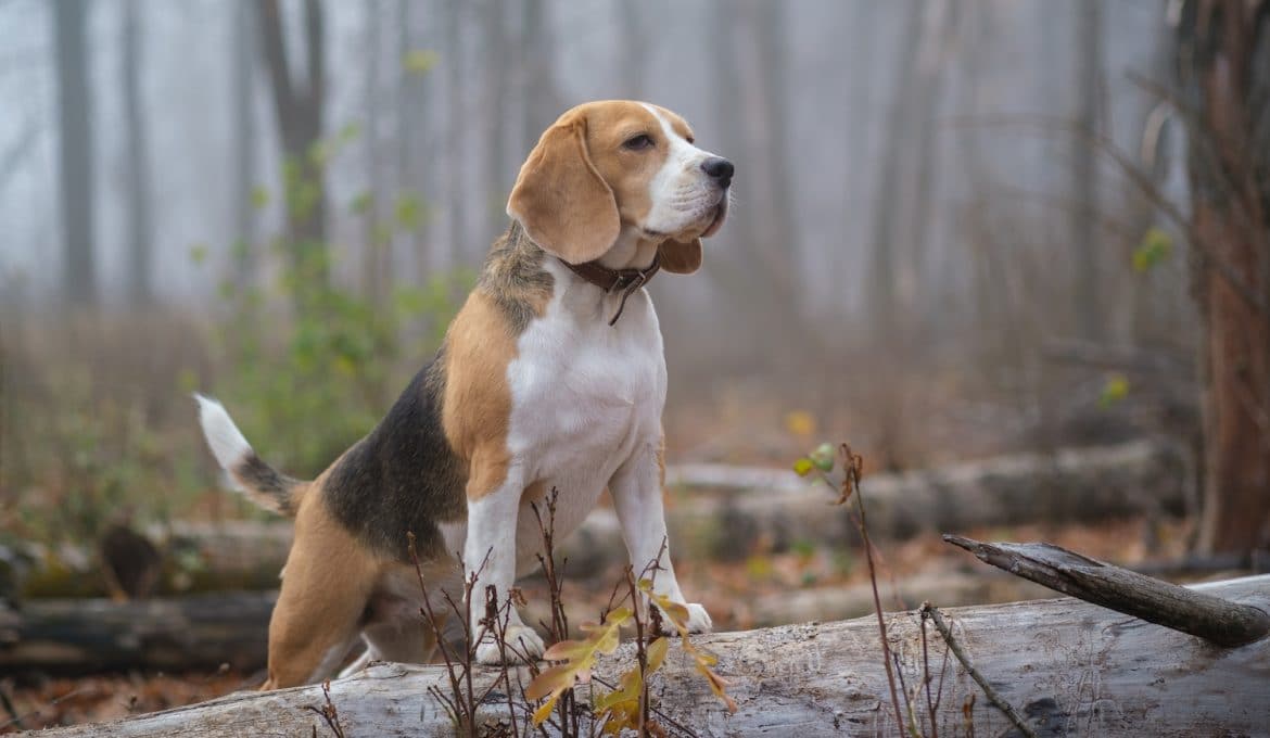 3 Tips For Rabbit Hunting With Beagles Gander Rv Outdoors