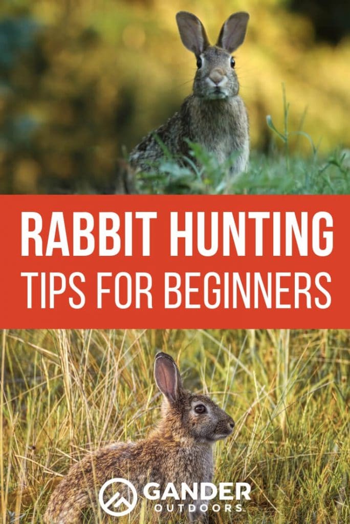 where to go rabbit hunting s