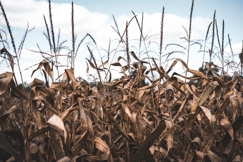 Late season corn field