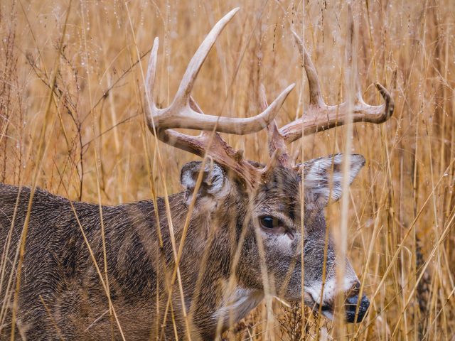 Tips for Late Season Deer Hunting