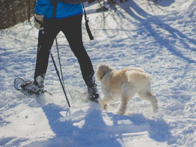 person in blue jacket snowshoeing with white dog