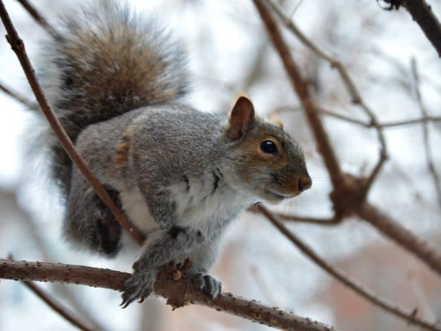 Tips for Hunting Squirrel Alone