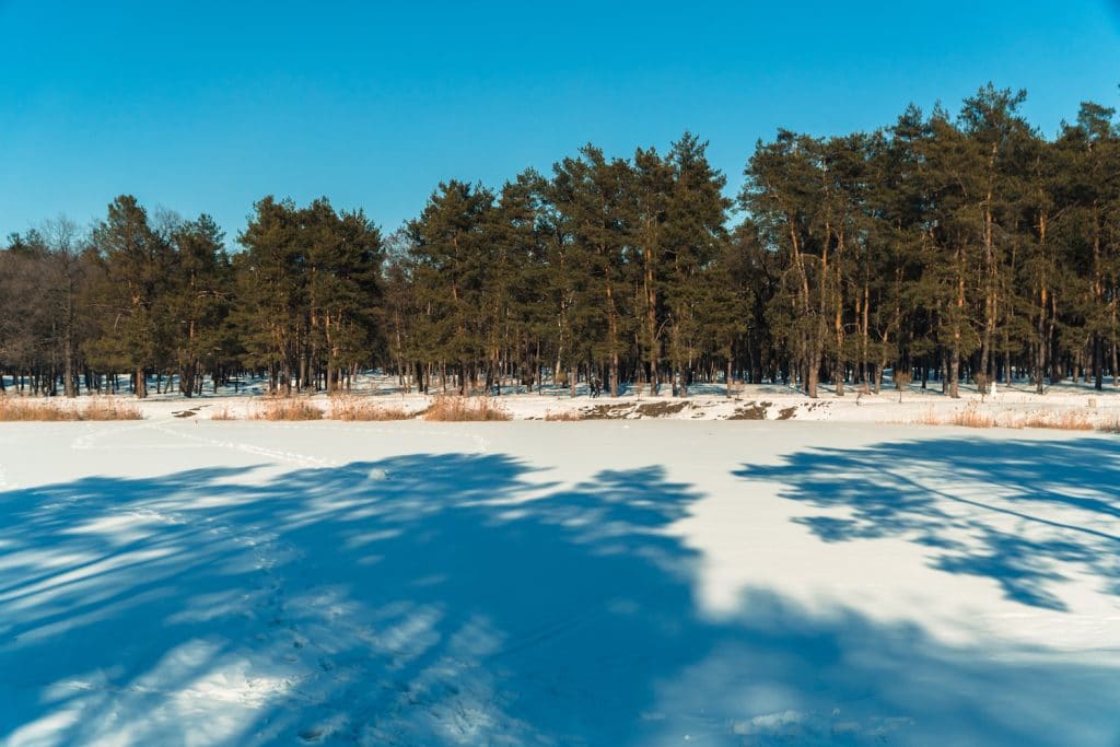 Winter. Winter snow-covered forest with a frozen lake
