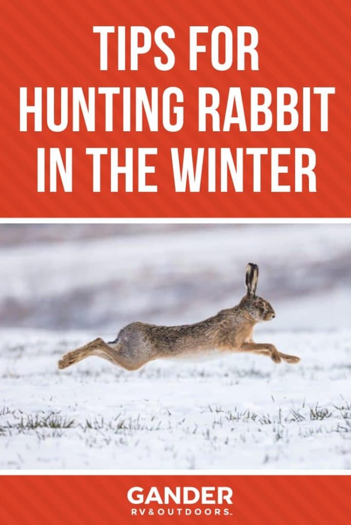 Tips for hunting rabbit in the winter