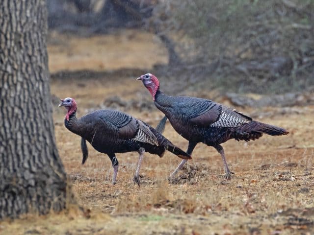 4 Tips for Turkey Hunting in the Spring