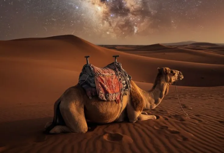 العناية بالإبل تبدأ بالاهتمام