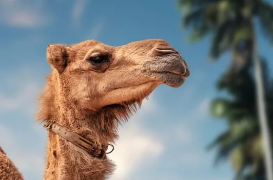 ملتقى صحة ورعاية الإبل