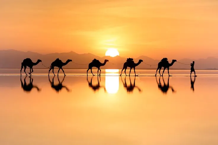 مزاد الإبل المميز