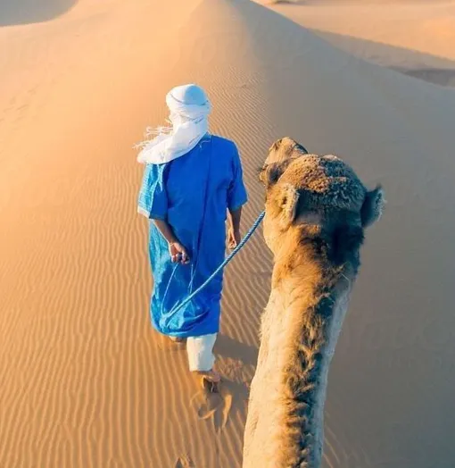 العناية بالإبل