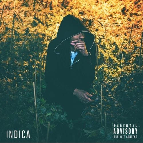 Indica - Willy J Peso