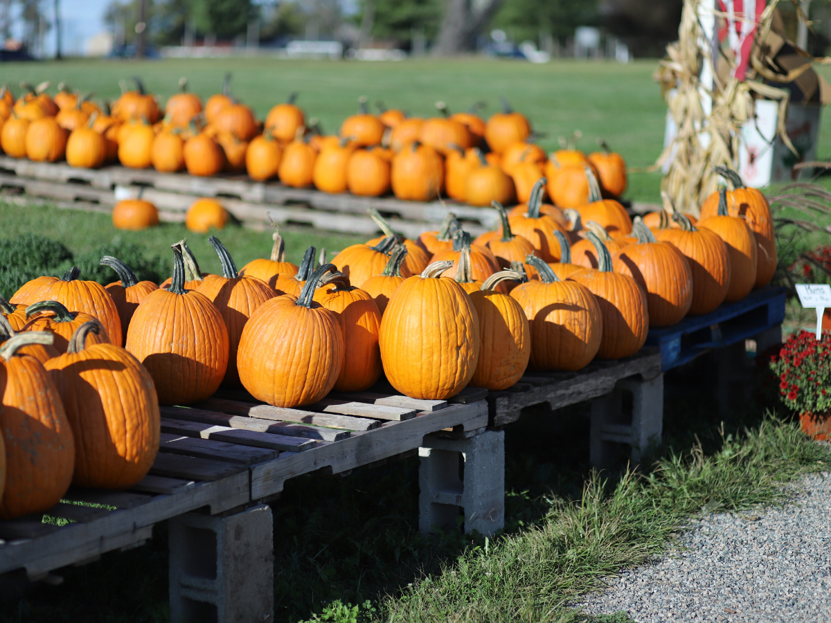St. Louis Fall Festivals 2026 Pumpkins