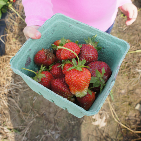 Strawberries from a Pick-Your-Own Farm Near St. Louis, Missouri