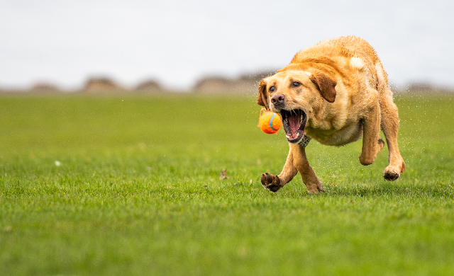 dog chasing ball at dog park