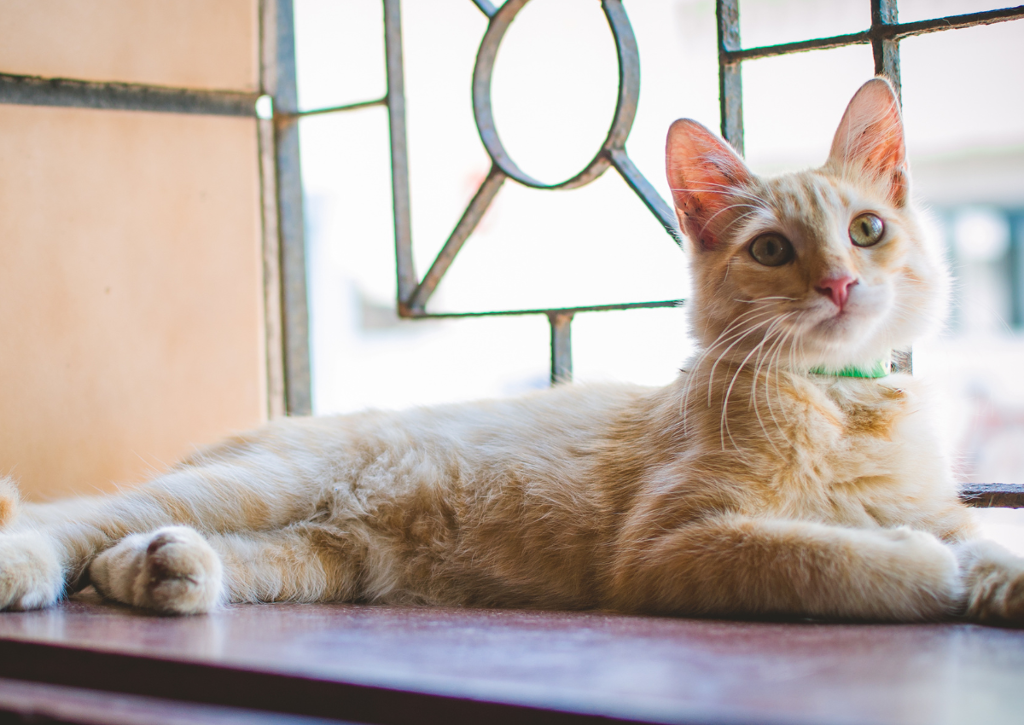 Cat in windowsill