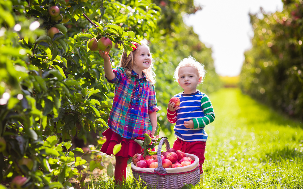 apple orchard