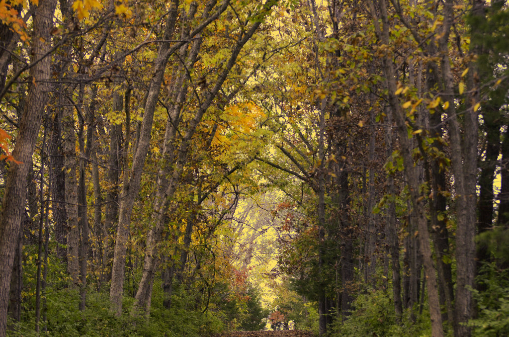 Fall foliage Missouri