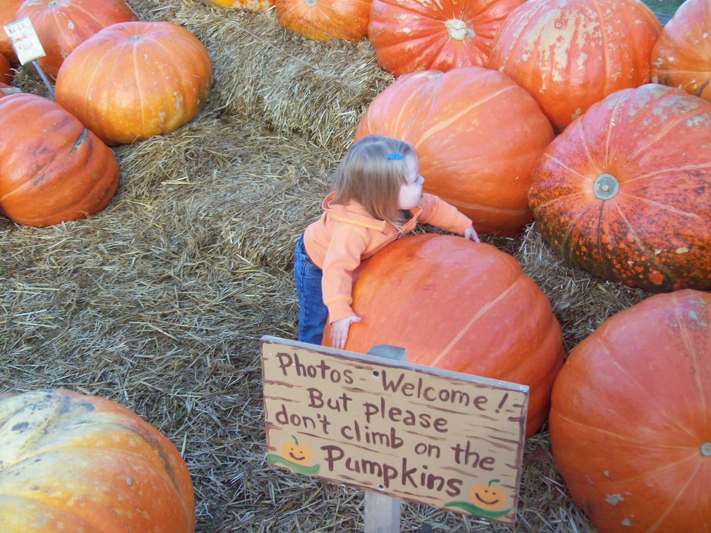 Eckert's Pumpkin Patch