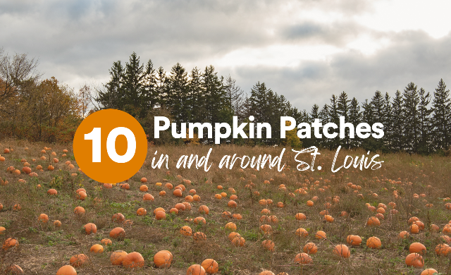 Pumpkin Patches in St. Louis