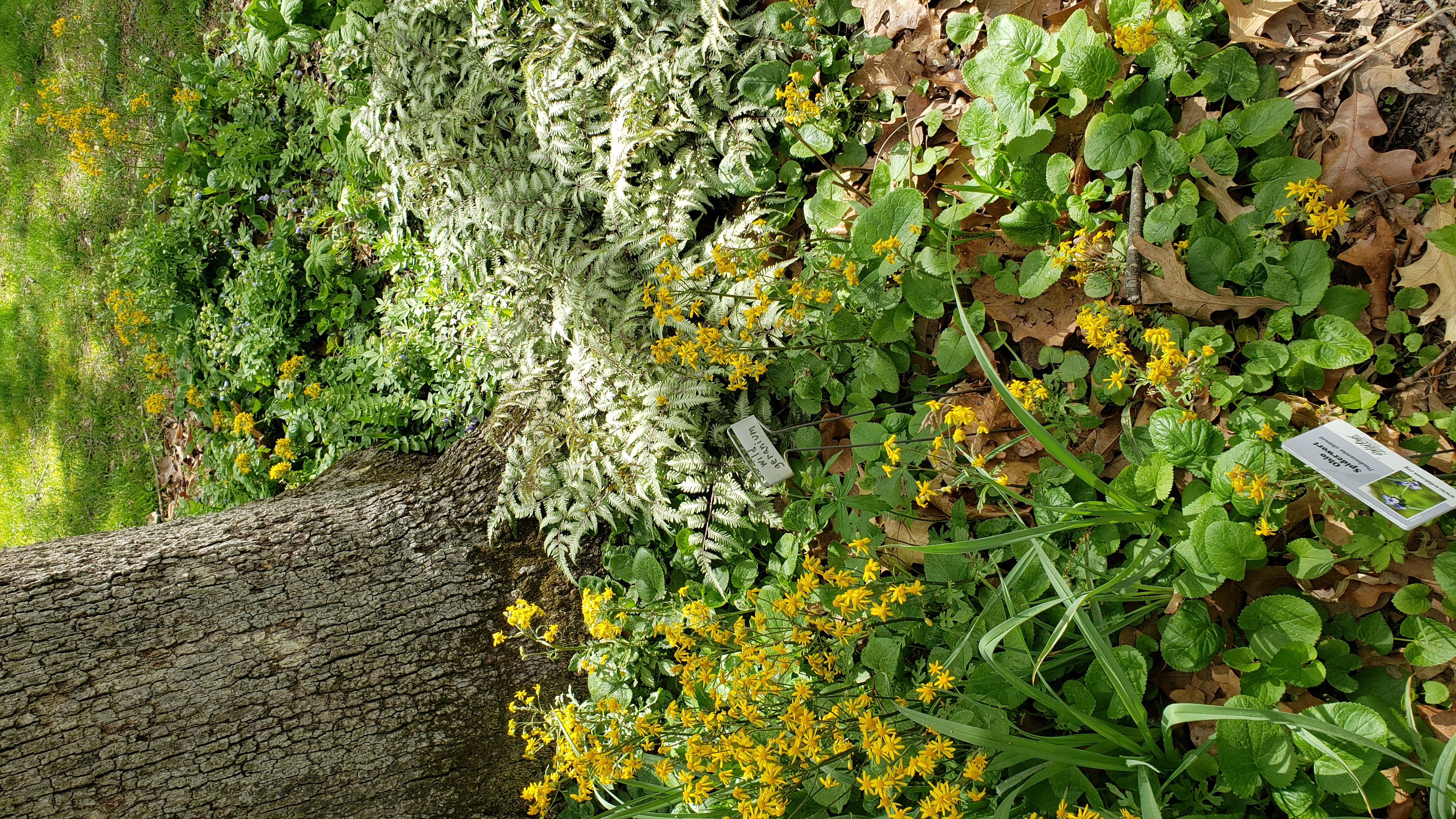 native plants in curb appeal