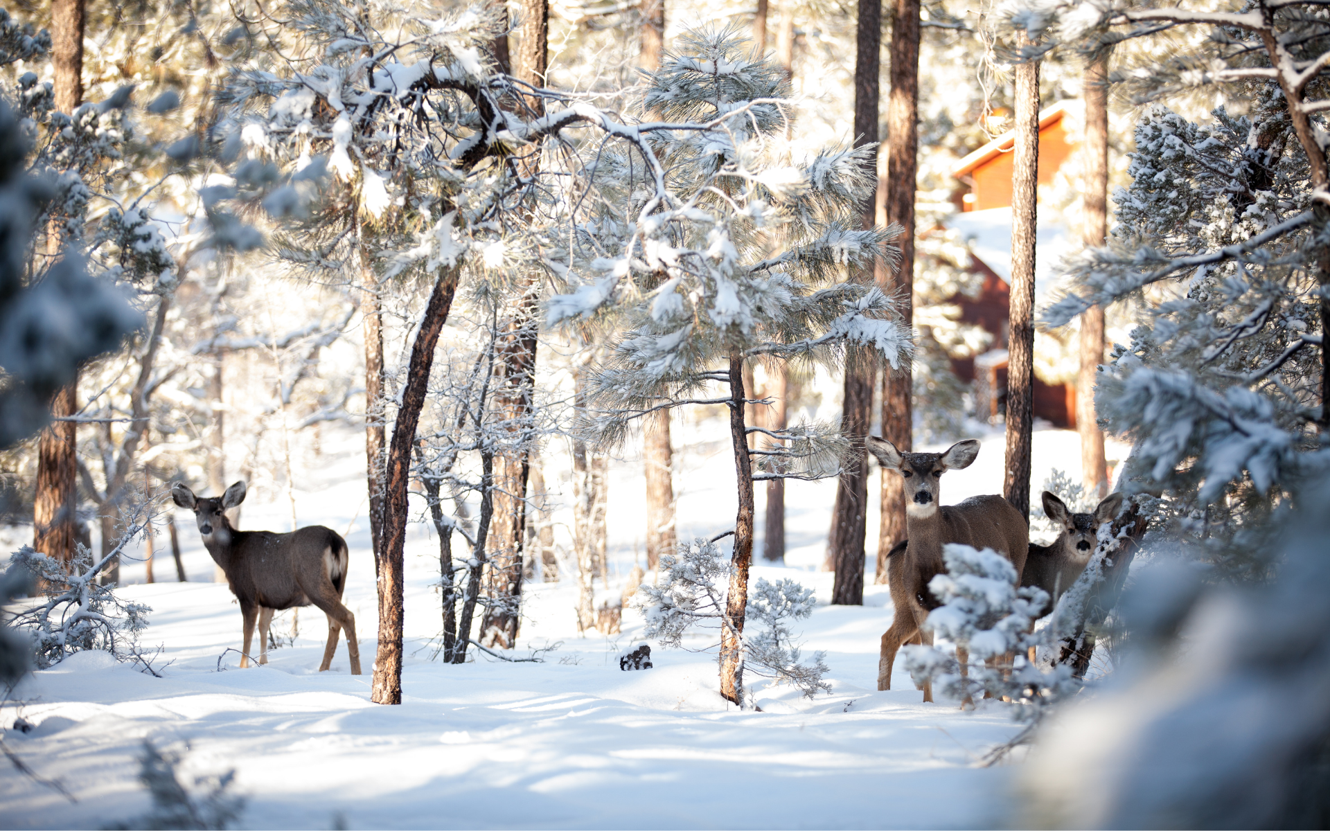 Deer in Snow