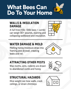 damage bees can do to your home
