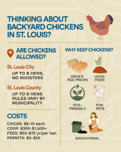 infographic on backyard chickens